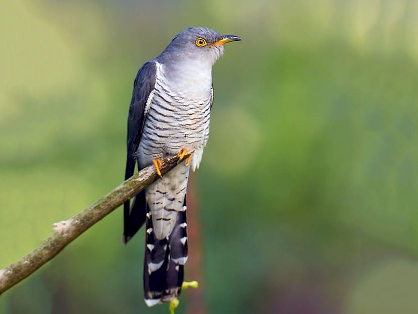 Common Cuckoo